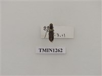 藏品(墾丁細胴天牛)的圖片